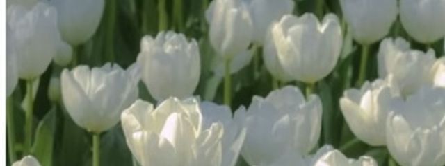 白玉もち子🍡🍙さんの壁紙画像