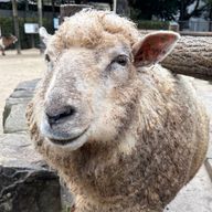 Naroさんのアイコン画像