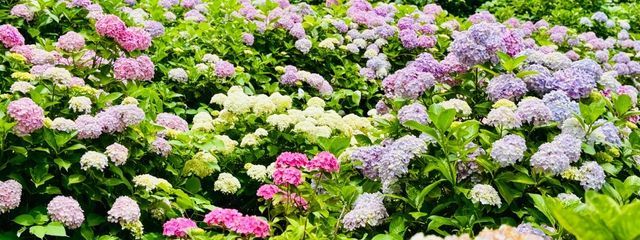  ルピナスさんの壁紙画像