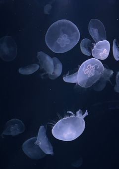 我儘お嬢 と 番犬 くん