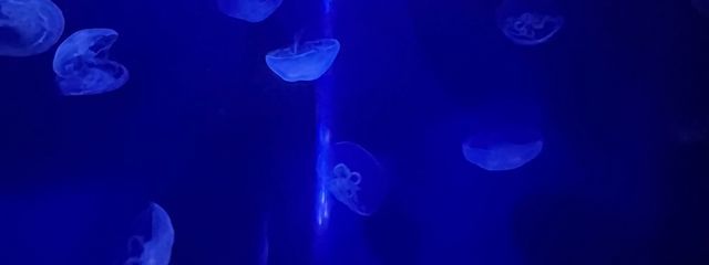 もくれんさんの壁紙画像