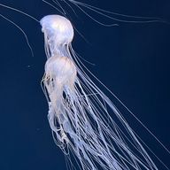 もくれんさんのアイコン画像