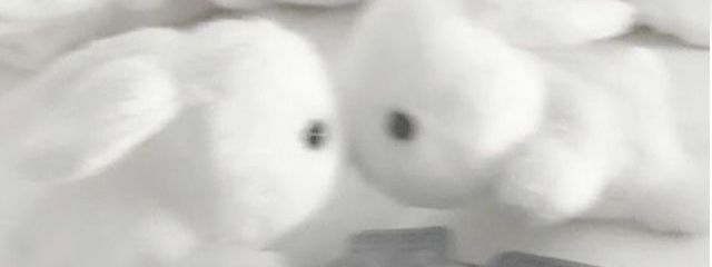 ぱるさんの壁紙画像