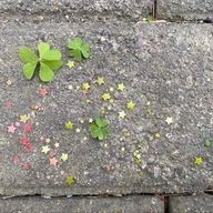 ema⟡ ࣪さんのアイコン画像