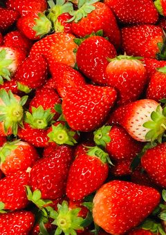 いちご園の推しは今日も可愛い。