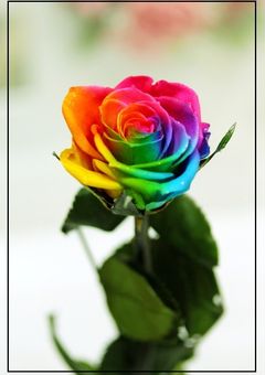 虹薔薇軍団！！！ 🌈🌹