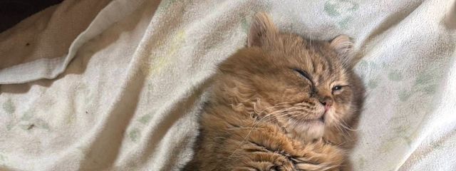 えみりさんの壁紙画像