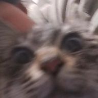 なぬさんのアイコン画像