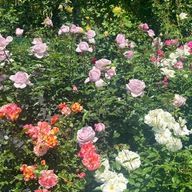 S♭_j*wさんのアイコン画像