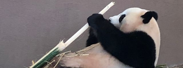 ミニーさんの壁紙画像