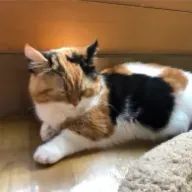 ミニーさんのアイコン画像