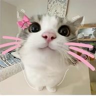 すずめ。さんのアイコン画像