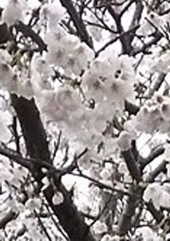 花の病気を信じますか?