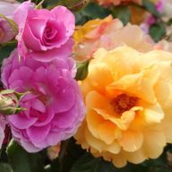 owrさんのアイコン画像