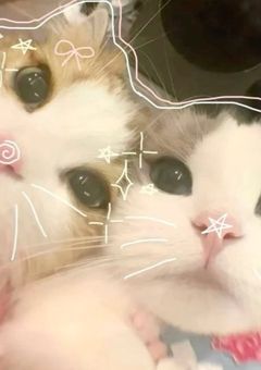 cat ^..^ room