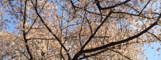 ねこ　フォロワー様の整理終わりましたさんの壁紙画像