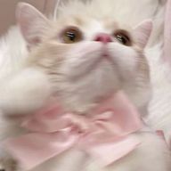 くらげ。さんのアイコン画像