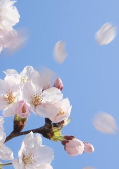 散桜