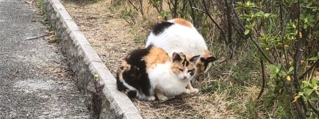 梨花さんの壁紙画像