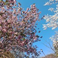 あまねんさんのアイコン画像