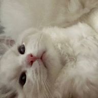 りあさんのアイコン画像