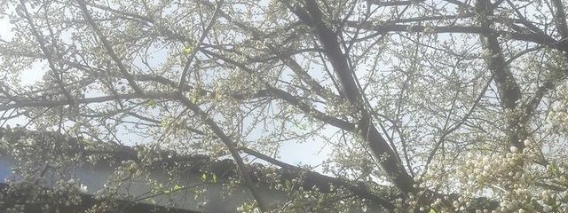 麟さんの壁紙画像