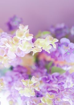 ✧ hsrb  -  恋を教えてください