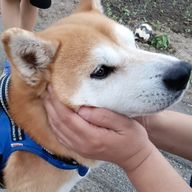 猫羅  @ﾌｩｰﾝ帰宅だぜ( ᐙ و(وｺｯ☆さんのアイコン画像