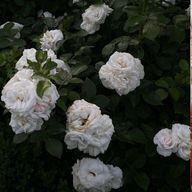 緋翠さんのアイコン画像