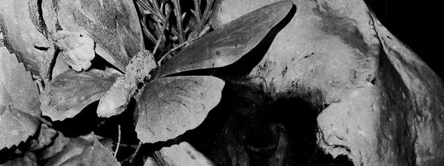 酸素さんの壁紙画像