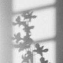 花影