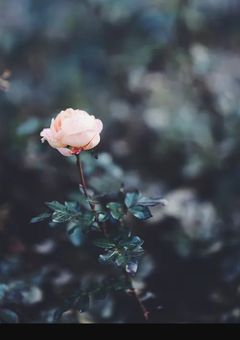 Snow ManBL(中～長編)