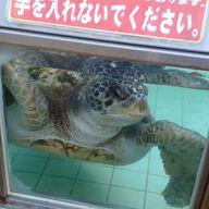 波月(ｳﾐﾏﾙ)さんのアイコン画像