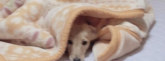 あいりさんの壁紙画像