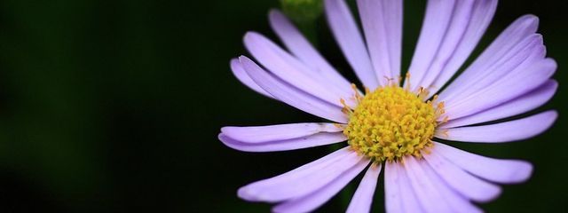 シオン@交換宣伝募集中さんの壁紙画像