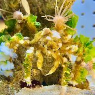 白🪷さんのアイコン画像