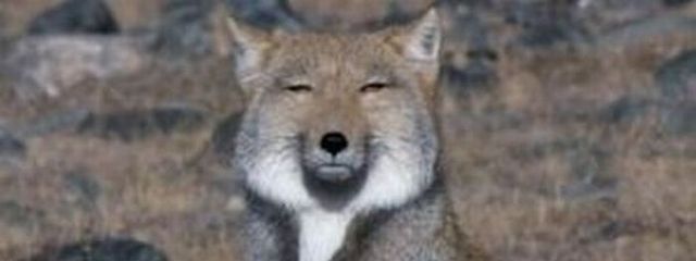 ､ｷぬﾅﾆぬ､ｷさんの壁紙画像