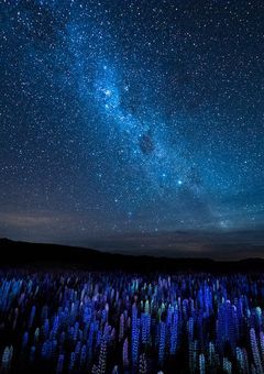 偽 り の ル ピ ナ ス