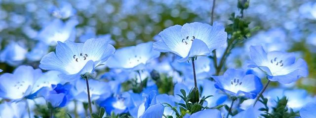 藤蝶さんの壁紙画像