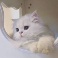 japtjtw♡さんのアイコン画像