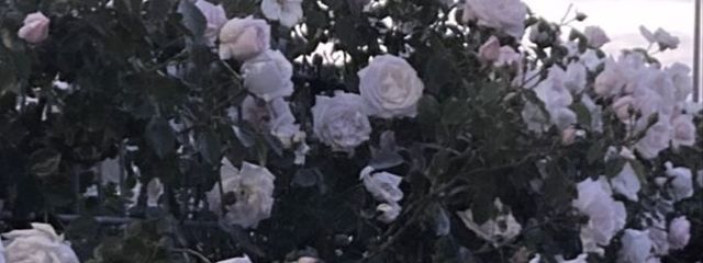 セメント混ぜた？さんの壁紙画像