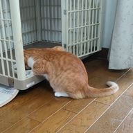 SUZUさんのアイコン画像