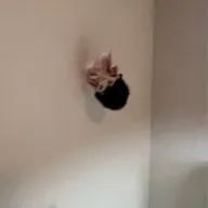 紬さんのアイコン画像