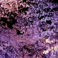 苺茶さんのアイコン画像