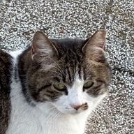 alwさんのアイコン画像