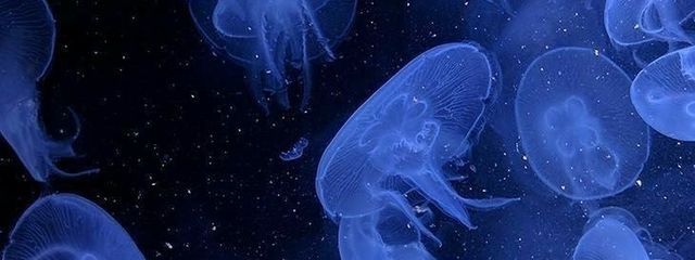 　　　れとさんの壁紙画像