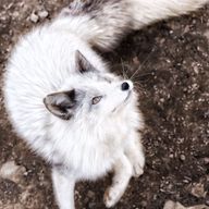 お狐さん🦊さんのアイコン画像