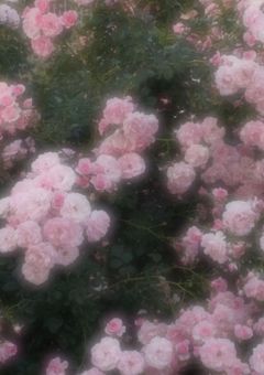 れもんせんよー