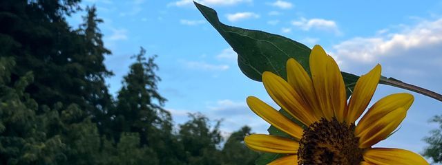 にぼしさんの壁紙画像