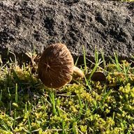 にぼしさんのアイコン画像